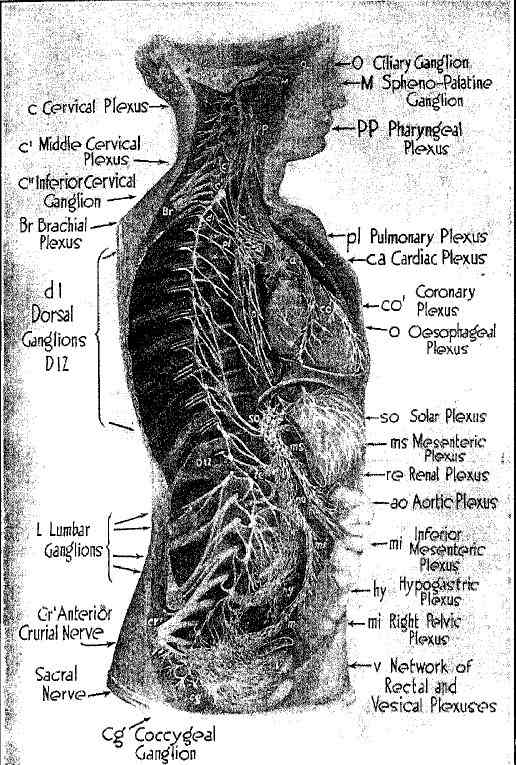 Separate Nerve Centers