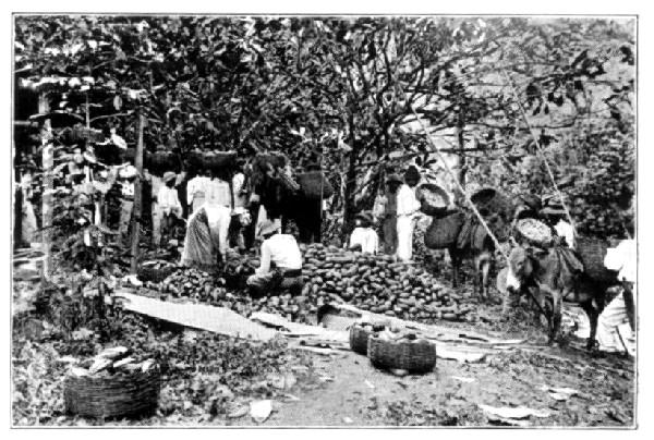 Cacao Crop, Trinidad.