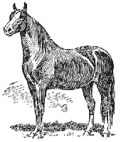 MORGAN HORSE