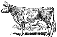 GUERNSEY COW