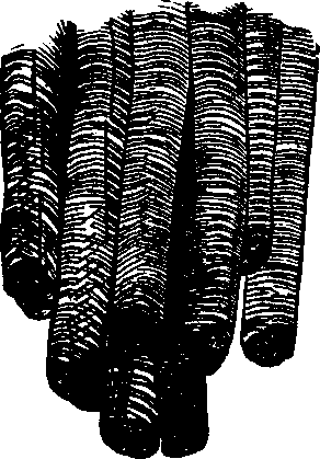 Illustration:
Fig. 19. Muscular fillers highly magnified.