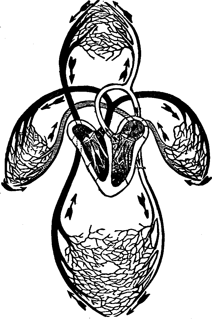 Illustration:
Fig. 42. A representation of the venous and arterial circulation of the
blood.