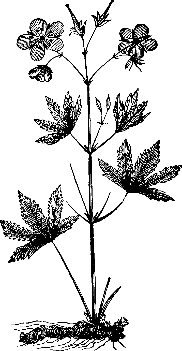 Illustration:
Fig. 122. Cranesbill. 