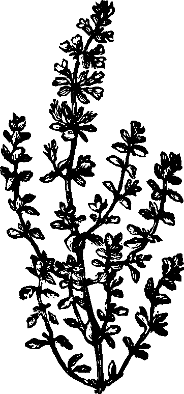 Illustration:
Fig. 133. Pennyroyal. 