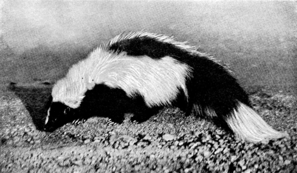 The skunk.