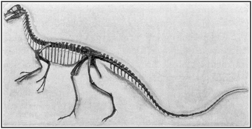 Fig. 17.: Skeleton of Ornitholestes a small
carnivorous dinosaur of the Jurassic period.