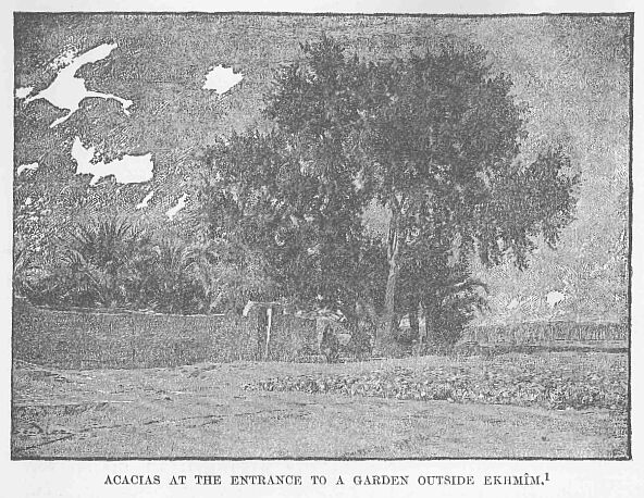 40.jpg Acacias at the Entrance to a Garden Outside Ekhmm. 1 