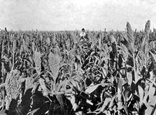 FIRST CROP—MILO MAIZE.