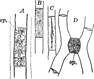 Fig. 19.