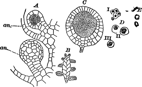 Fig. 53.