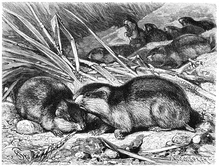 Lemming (Myodes lemmus). ½ v.d. ware grootte