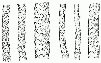 Woollen fibres magnified