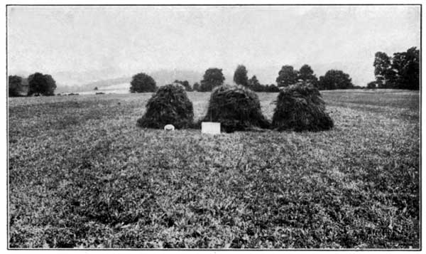 Clover and Timothy with Fertilizer alone at the
Pennsylvania Experiment Station Yielded 3900 Pounds per Acre