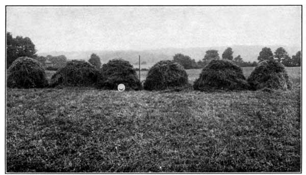 Clover and Timothy with Fertilizer and Lime at the
Pennsylvania Experiment Station Yielded 6290 Pounds per Acre