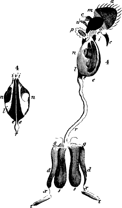 Parts of a male bee