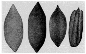 Fig. 7. Shaifer. Ideal. Ladyfinger. Kernel of Atlanta.