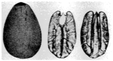 Fig. 12. Success Pecan.