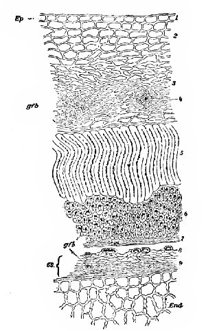 Fig. 333. Coffee. Cross section of hull and bean.