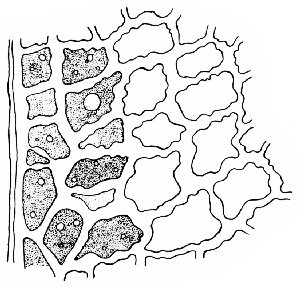 Structure of the Green Bean