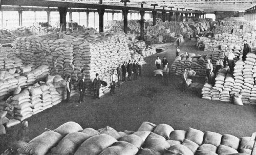 How a Large Cargo of Coffee Is Handled on the Pier As It Is Unloaded From the Ship