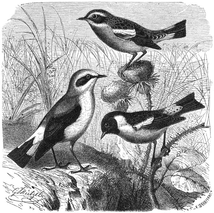 1) Gewone Tapuit (Saxicola oenanthe), 2) Paapje (Pratincola rubetra) en 3) Roodborst-tapuit
(Pratincola rubicola). ½ v. d. ware grootte.