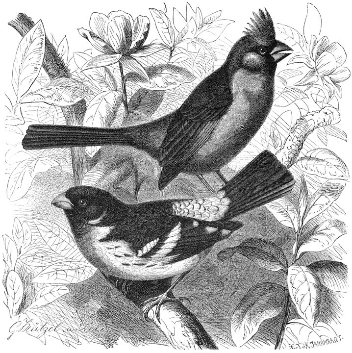 1) Roodborst-kardinaal (Coccoborus ludovicianus), 2) Gewone Kardinaal (Coccoborus virginianus) ⅝ v. d. ware grootte.