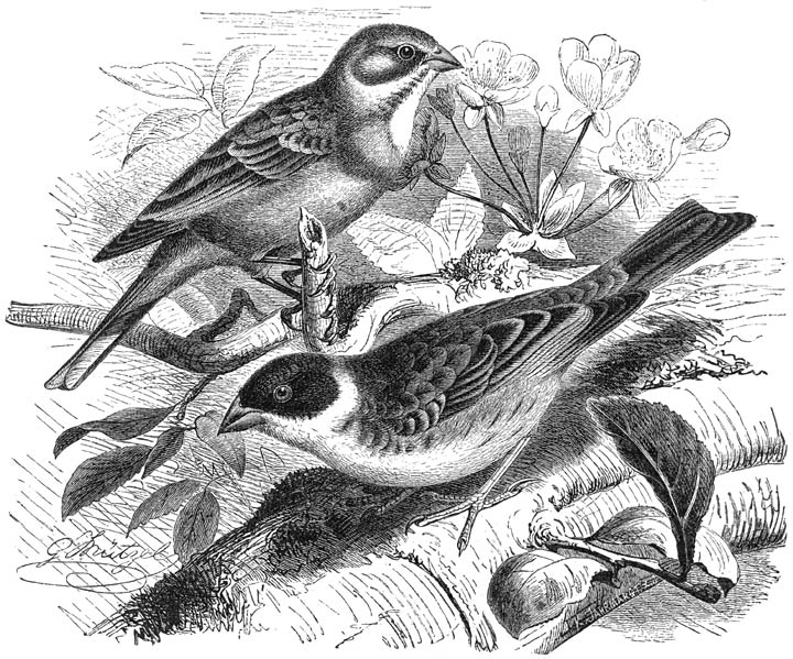 1) Ortolaan (Emberiza hortulana), 2) Kapgors (Emberiza melanocephala). ⅝ v. d. ware grootte.