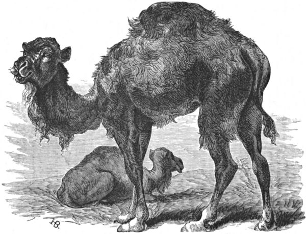 Two dromedary, or Arabian, camels, one standing, the other lying down