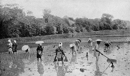 Reproduced by permission of The Philadelphia Museums.
FARMERS PLANTING RICE SPROUTS. JAPAN.