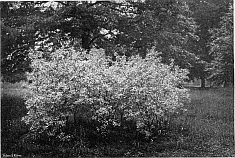 CORNUS MAS VAR. VARIEGATA (Variegated Cornel).