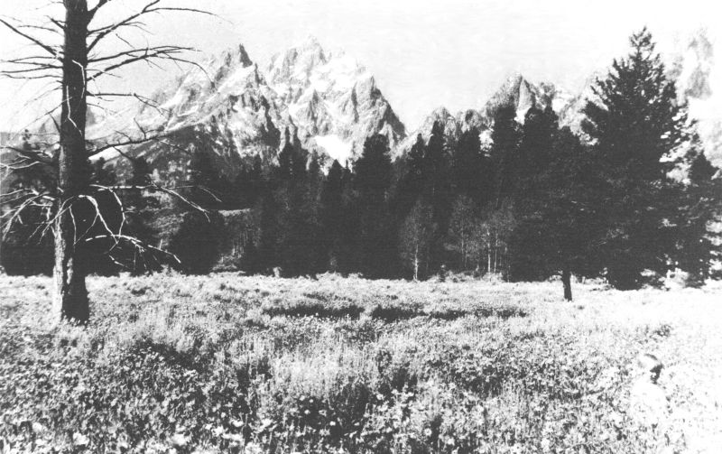 THE SNOW-CAPPED TETONS LOOK DOWN ON BEAUTIFUL WILD-FLOWER FIELDS

Copyright, Crandall.