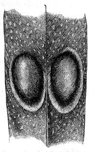 Fig. 54. Part of a tail-covert of Polyplectron
chinquis, with two oval ocelli
of nat. size.