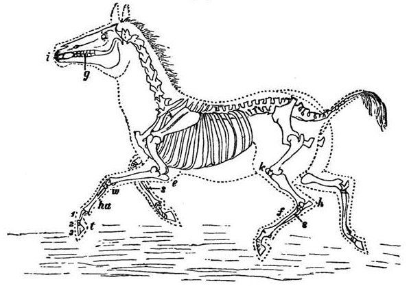 Fig. 76.

Skeleton of Horse or Ass.

i, Incisor teeth. g, Grinding teeth, with the gap between the two as in
all grass-feeders. k, Knee. h, Hock or heel. f, Foot. s, Splints or
remains of the two lost toes. e, Elbow. w, Wrist. ha, Hand-bone.
t, middle toe of three joints, 1, 2, 3 forming the hoof.