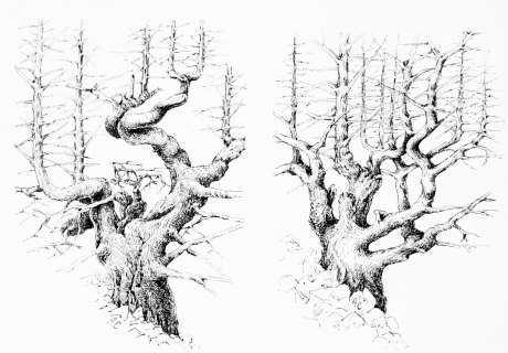 PINSÁPO PINES (Abies pinsapo)
Diagram to show trunk-plan, divested of foliage. Girth at base 30 to 45
feet.