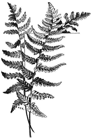 Crested Shield Fern