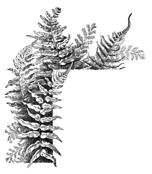 Narrow-leaved Spleenwort