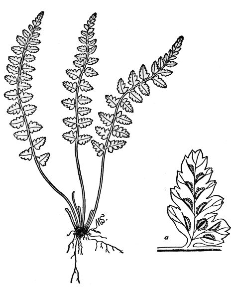 PLATE XXIII
BRADLEY'S SPLEENWORT