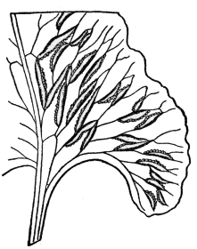 Portion of fertile frond