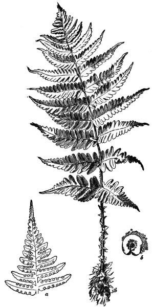 PLATE XXXII
EVERGREEN WOOD FERN