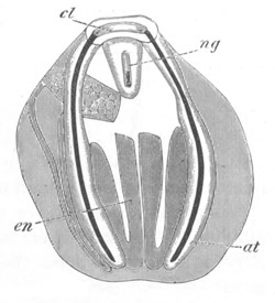 Illustration: Figure 13