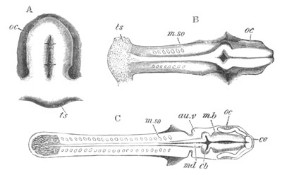 Illustration: Figure 33