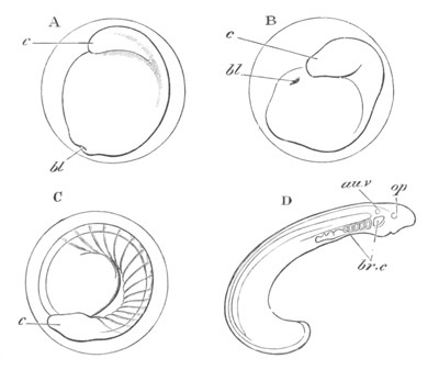 Illustration: Figure 41