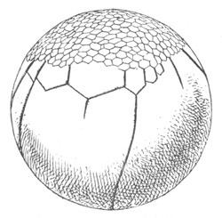 Illustration: Figure 58