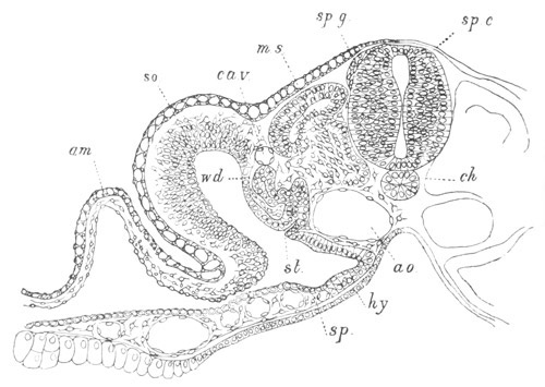 Illustration: Figure 116