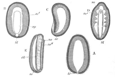 Illustration: Figure 169