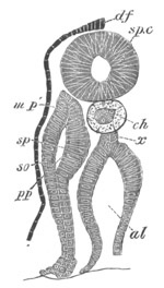 Illustration: Figure 184