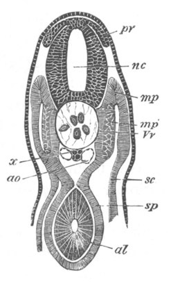 Illustration: Figure 194