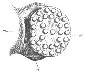 Illustration: Figure 195