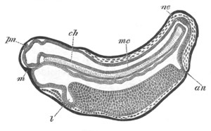 Illustration: Figure 197