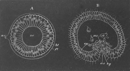 Illustration: Figure 199